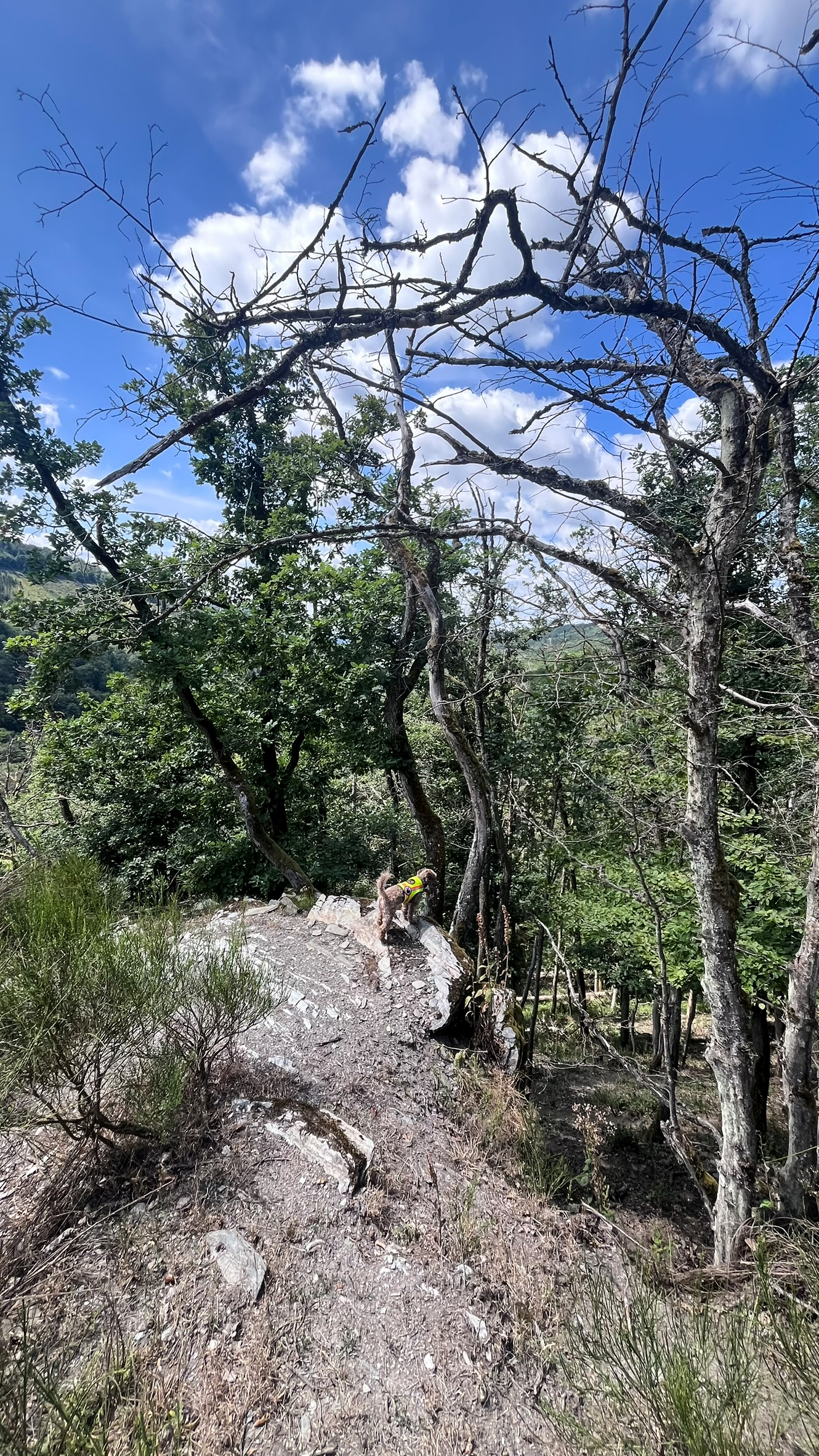 woodify, Pronaturierung Moselschleife, Juli 2025, Foto: Inga Engelhardt